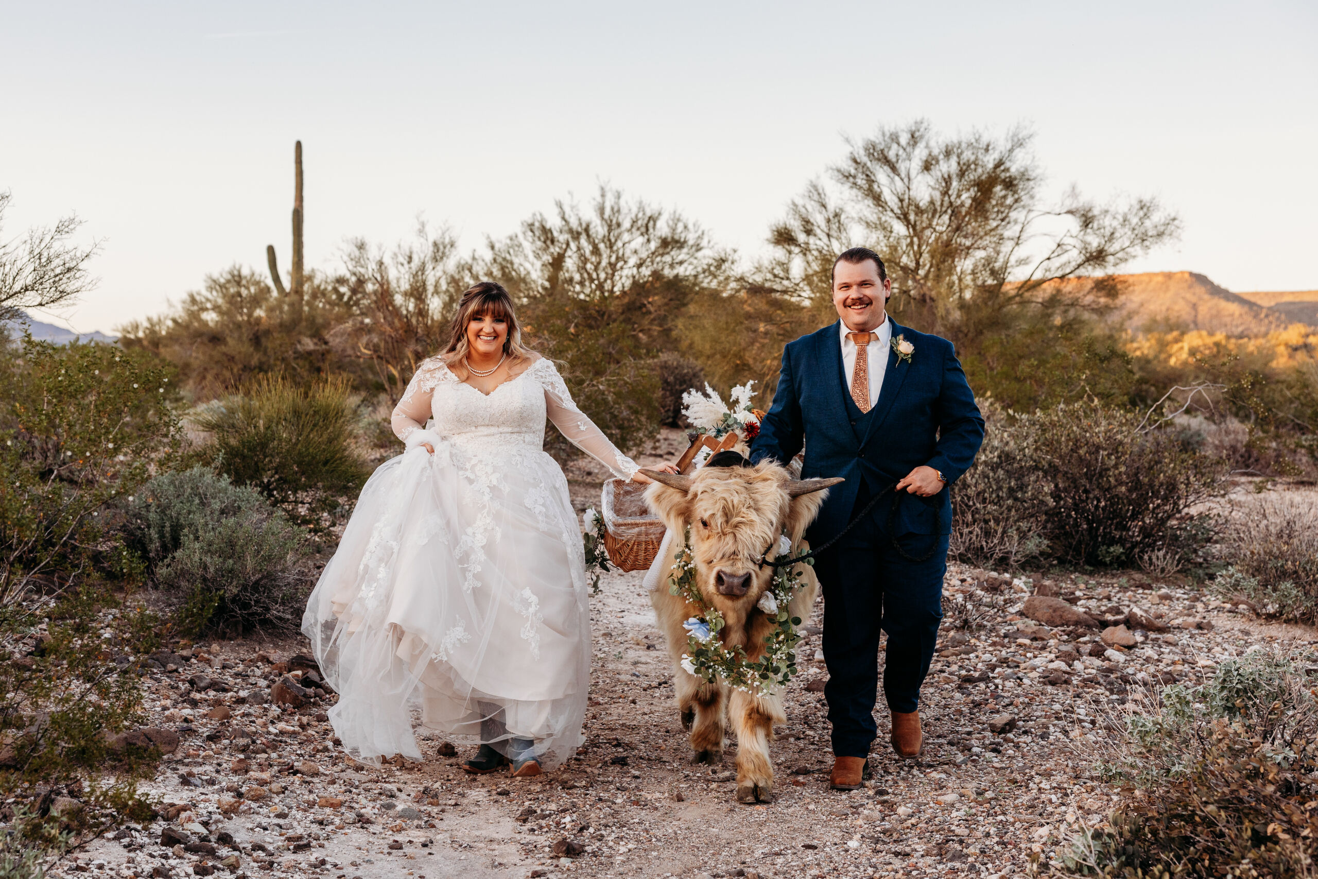 desert bridal portraits at sunset in arizona with a highland cow